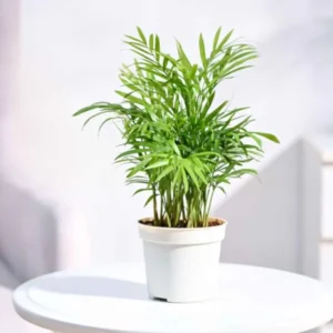 Bamboo Palm Plant in Grow Pot