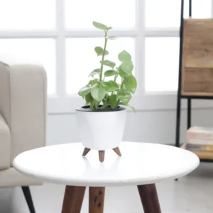 Peperomia Creeper Green Plant in White Plastic Pot